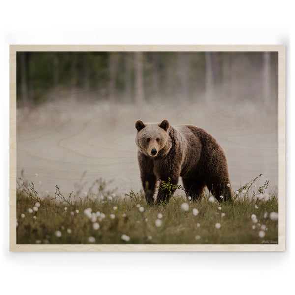 Krista Ylinen - Ruskea karhu