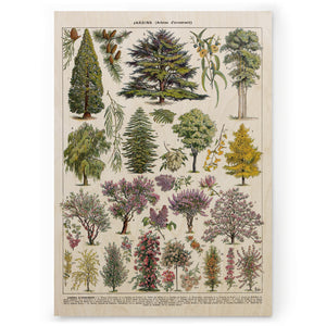 Arbres II