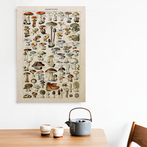 Champignons