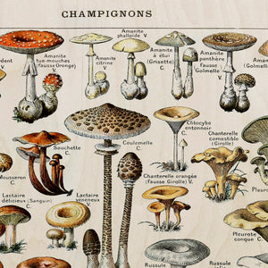 Champignons