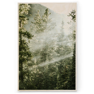 Light Between The Trees