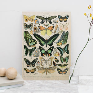 Papillons