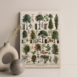 Arbres