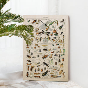Insects