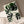 Monstera