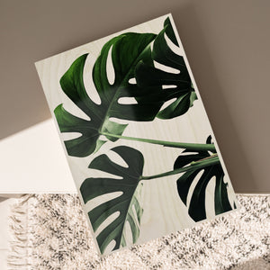 Monstera