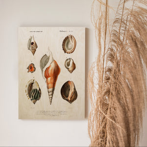 Shells