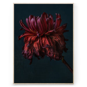 Kreetta Järvenpää - Dahlia Meditation