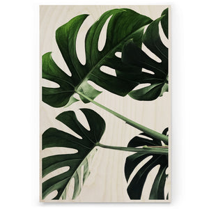 Monstera