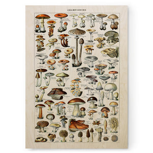 Champignons