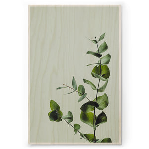 Eucalyptus
