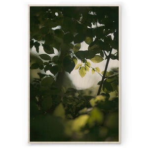 Hidden