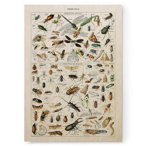 Insects