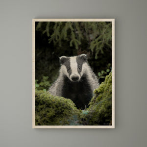 Riku Norakari - Badger