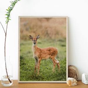 Riku Norakari - White-Tailed Deer