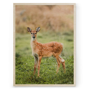 Riku Norakari - White-Tailed Deer
