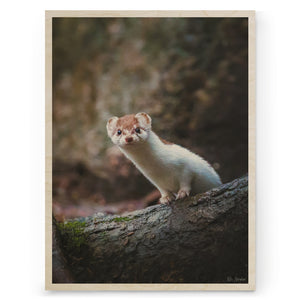 Riku Norakari - Least Weasel
