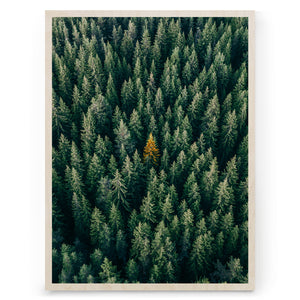Trees
