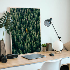Trees