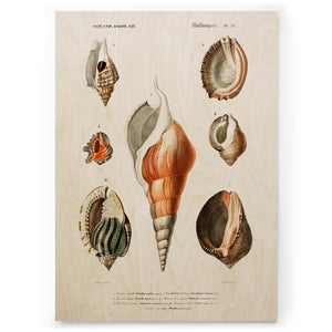 Shells
